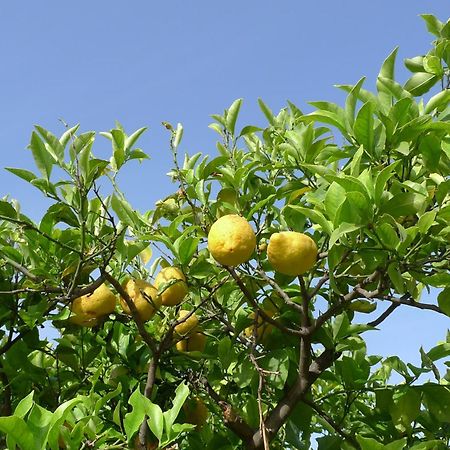 הוילה טרקסטאני Biologico Dell'Etna מראה חיצוני תמונה