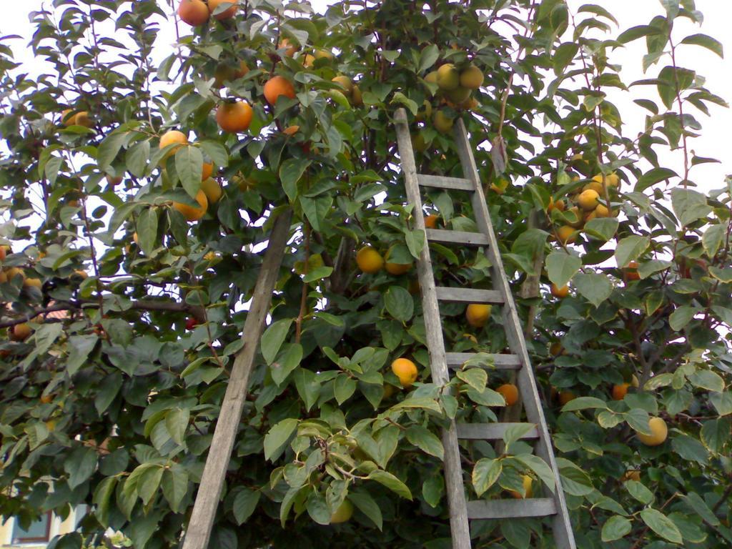 הוילה טרקסטאני Biologico Dell'Etna מראה חיצוני תמונה