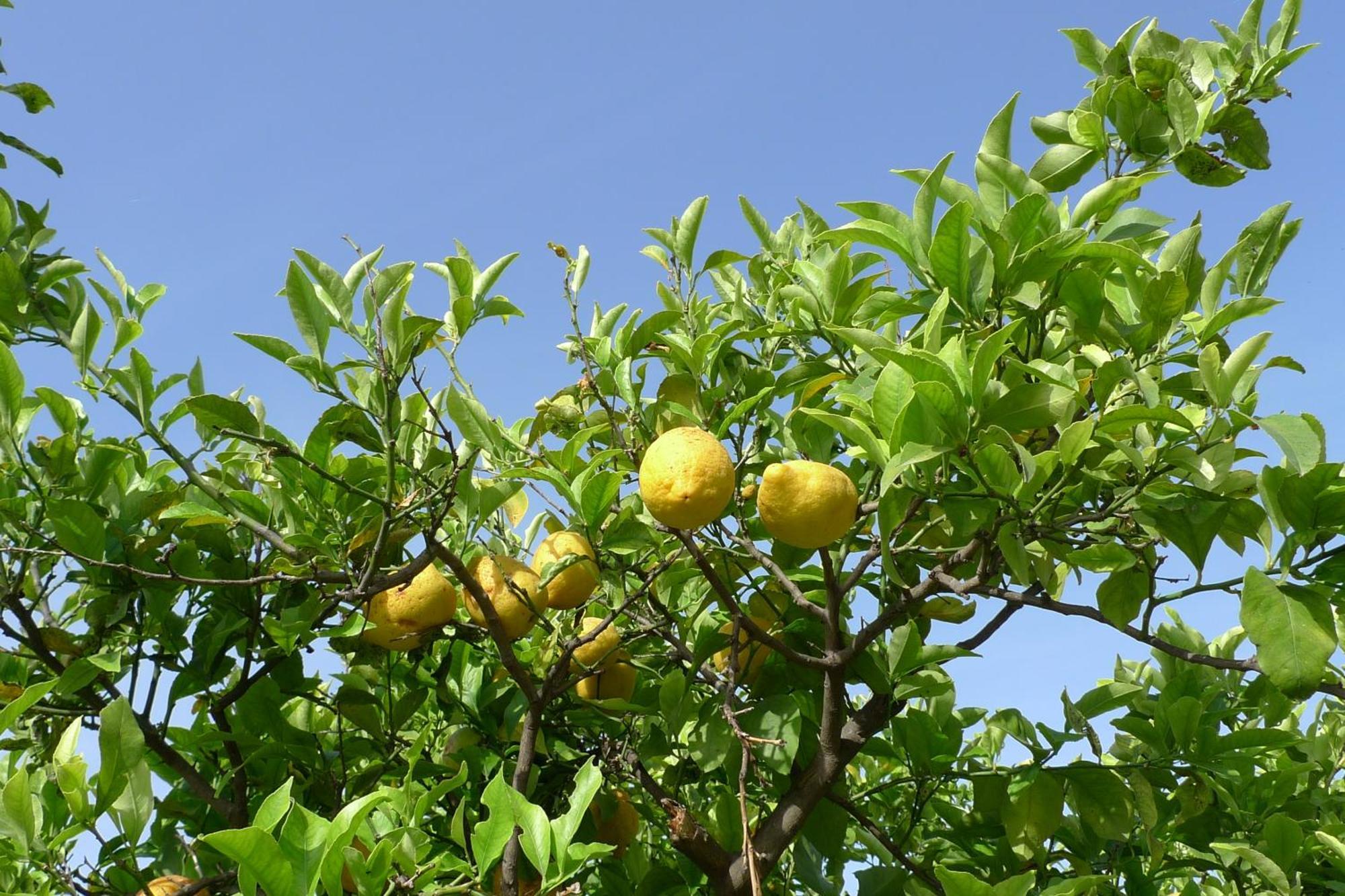 הוילה טרקסטאני Biologico Dell'Etna מראה חיצוני תמונה